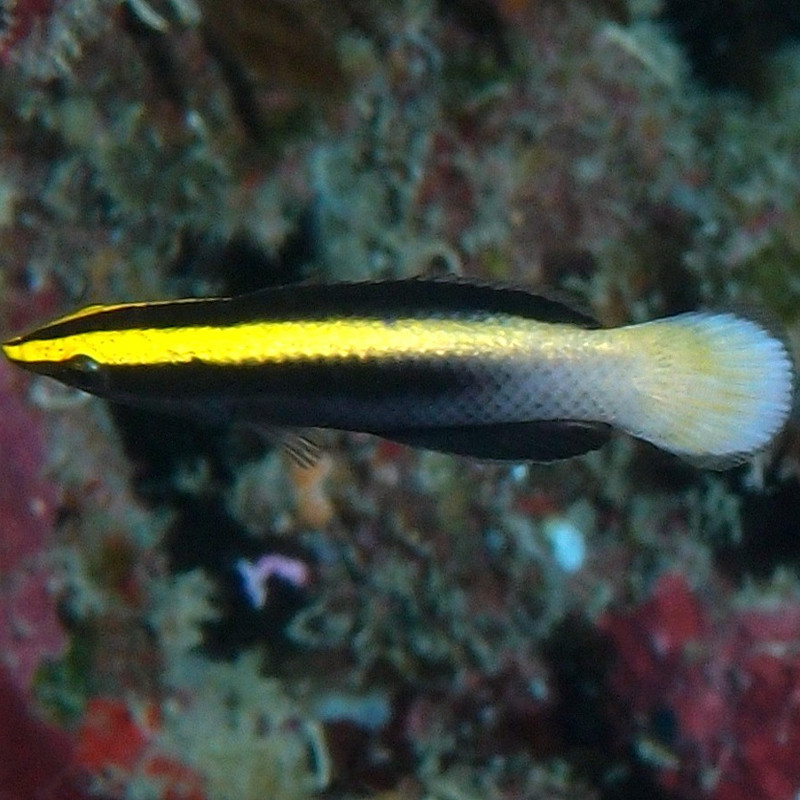 Labroides bicolor : 3 à 5 cm